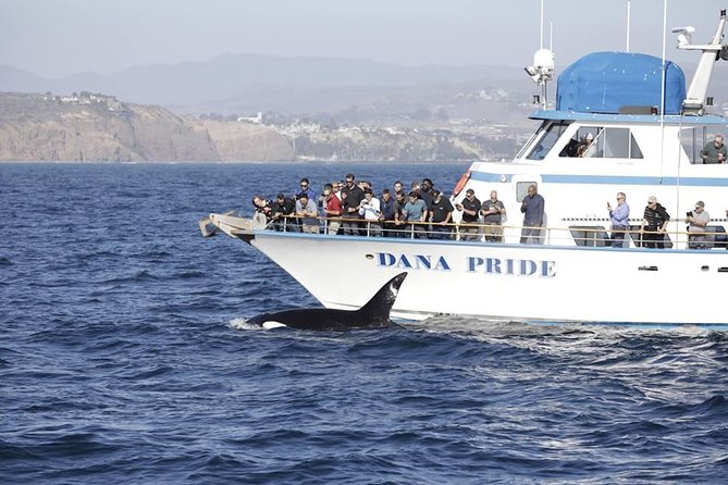 Whale Watching Excursion in Dana Point - Finding whales off the Dana Point coast