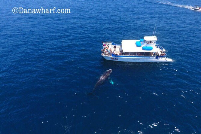Whale Watching Excursion in Dana Point - Comfort, weather, and motion sickness