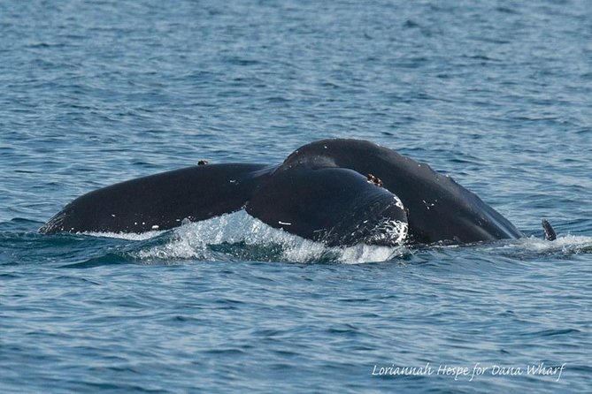Whale Watching Excursion in Dana Point - What the $65 ticket really buys