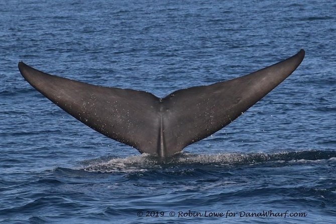 Whale Watching Excursion in Dana Point - Practical ways to get more from the outing