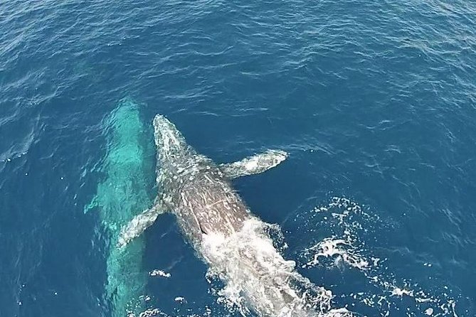 Whale Watching Excursion in Dana Point - Dolphins, sea lions, and the rewards close to the boat