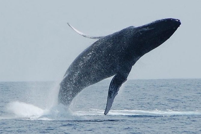 Whale Watching On The Big Island - Why Kona is a strong base for whale watching