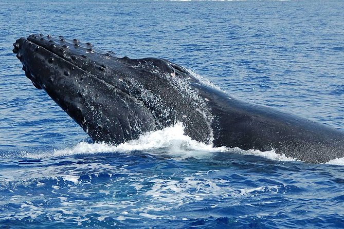Whale Watching On The Big Island - Who should book this whale watch?