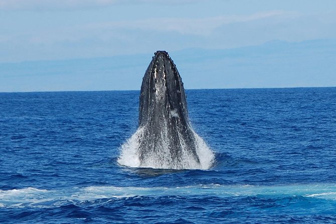 Whale Watching On The Big Island - Searching for humpbacks, one surface at a time