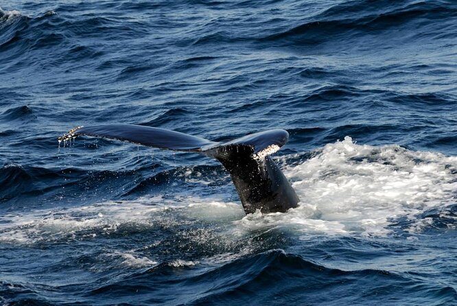 Whale Watching Tour in Gloucester - Key points at a glance