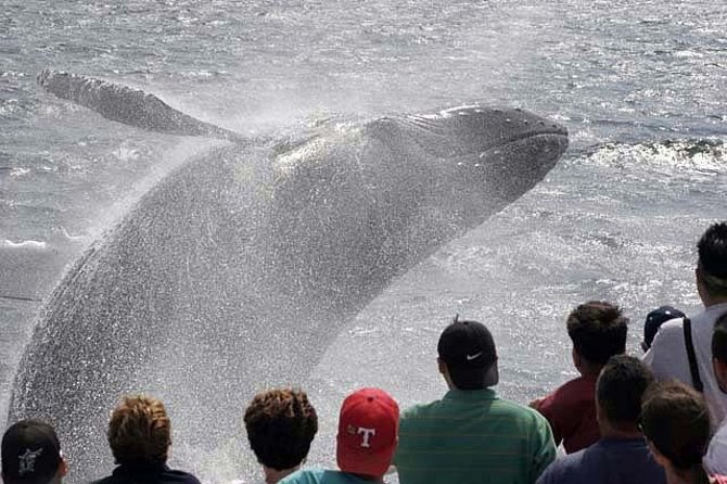 Whale Watching Tour in Gloucester - Why Stellwagen Bank makes this trip worthwhile