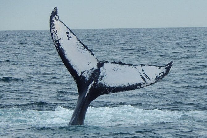 Whale Watching Tour in Gloucester - Finding whales with the naturalist team