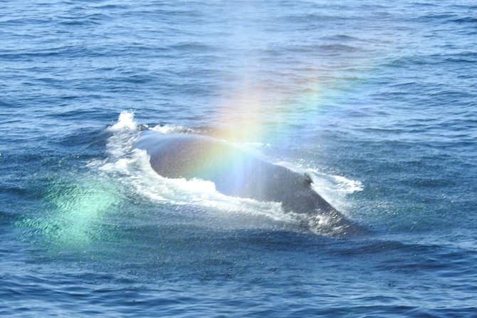 Whale Watching Tour in Gloucester - What you may see on the water
