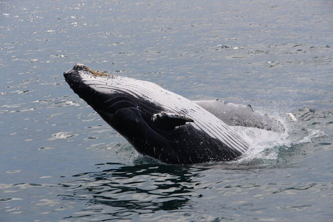 Whale Watching Tour in Gloucester - Comfort, food, and seasickness