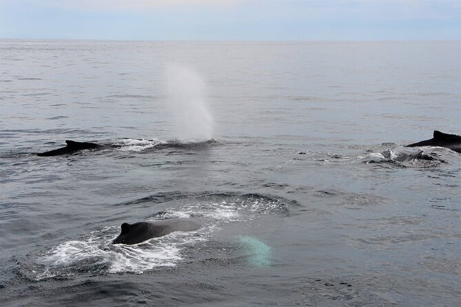 Whale Watching Tour in Gloucester - The ride out to the whale grounds