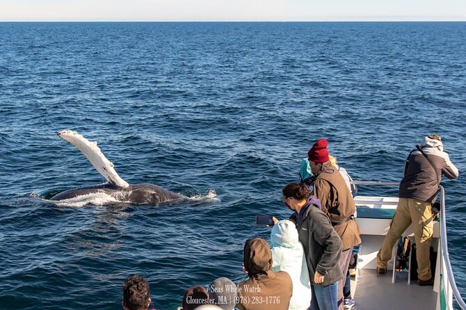 Whale Watching Trips to Stellwagen Bank Marine Sanctuary. Guaranteed sightings! - From Gloucester Harbor to Stellwagen Bank