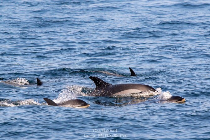 Whale Watching Trips to Stellwagen Bank Marine Sanctuary. Guaranteed sightings! - What the naturalist adds to the trip