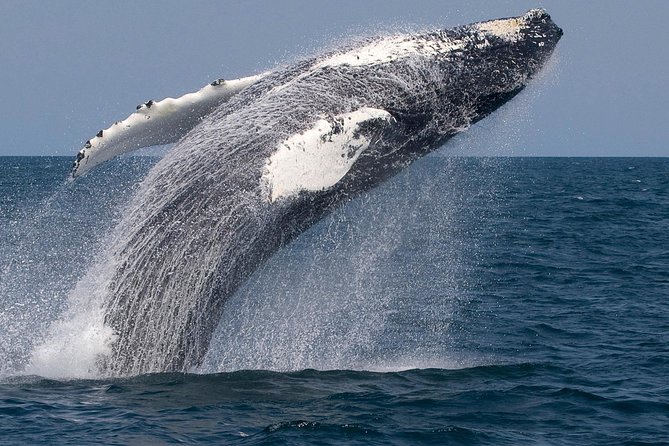 Whale Watching Trips to Stellwagen Bank Marine Sanctuary. Guaranteed sightings! - Motion sickness and practical preparation