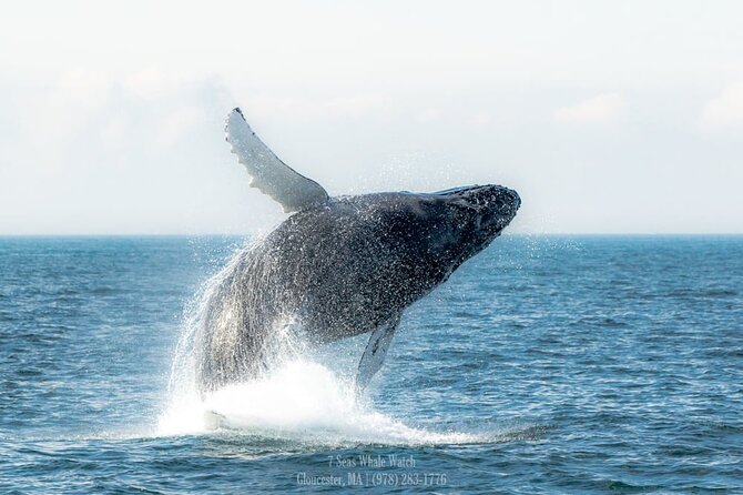 Whale Watching Trips to Stellwagen Bank Marine Sanctuary. Guaranteed sightings! - Why the $45 price can be good value
