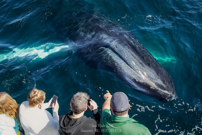 Whale Watching Trips to Stellwagen Bank Marine Sanctuary. Guaranteed sightings! - Finding whales in a living marine sanctuary