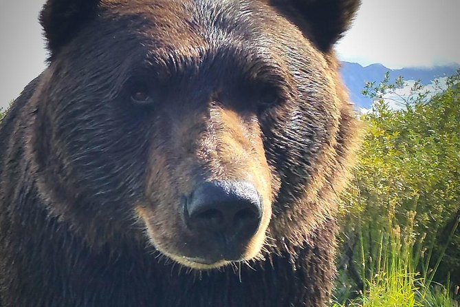 Wilderness, Wildlife, Glacier Experience from Anchorage - A practical way to see Anchorage’s wild side