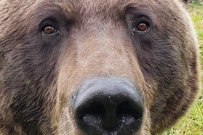 Wilderness, Wildlife, Glacier Experience from Anchorage - Bird Point and Chugach State Park add variety