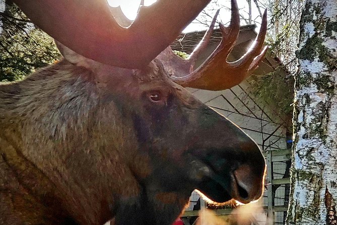 Wilderness, Wildlife, Glacier Experience from Anchorage - Short seasonal walks near Byron and Explorer glaciers