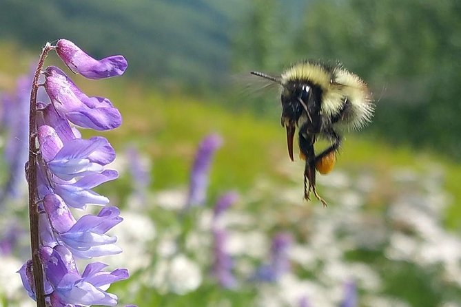 Wilderness, Wildlife, Glacier Experience from Anchorage - Gold Rush stories and Anchorage’s working past