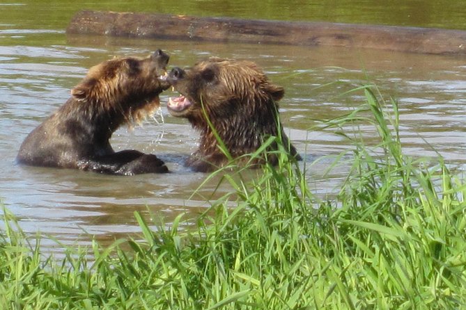 Wildlife and Glaciers with a walk in the Rainforest - What this Anchorage tour really covers
