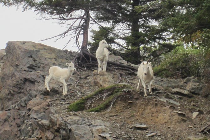 Wildlife and Glaciers with a walk in the Rainforest - Guides make a real difference