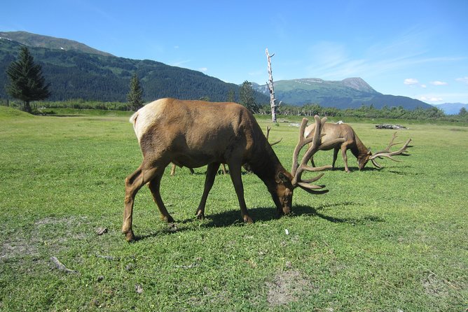 Wildlife and Glaciers with a walk in the Rainforest - Why winter is a different product