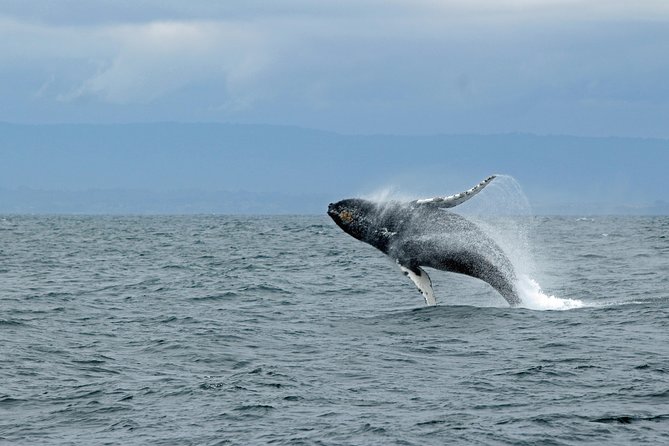 Wildlife Viewing, Sightseeing and Whale Watching Quest - A whale watch built around the Tongass waterways