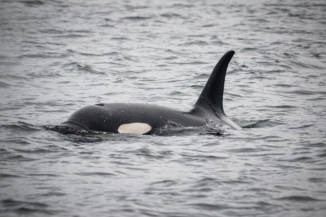 Wildlife Viewing, Sightseeing and Whale Watching Quest - Revillagigedo Island, salmon, and forested shores