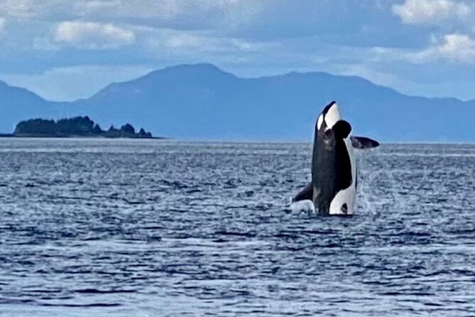 Wildlife Viewing, Sightseeing and Whale Watching Quest - How much value is there at $178?