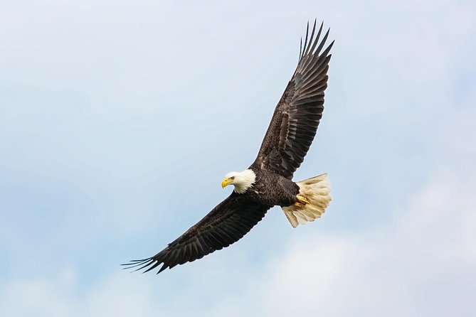 Wildlife Viewing, Sightseeing and Whale Watching Quest - Booking, cancellation, and cruise-day planning