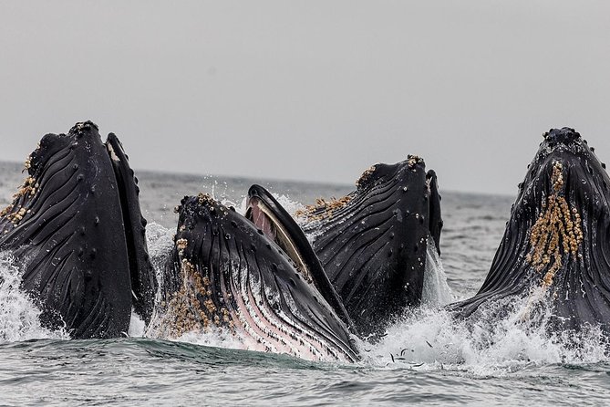 Wildlife Viewing, Sightseeing and Whale Watching Quest - Starting at Thomas Basin and entering open water