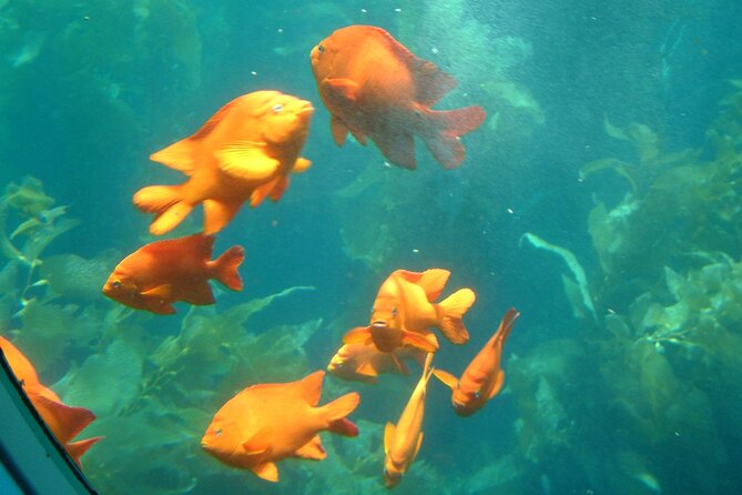 Yellow Semi-Submarine Tour of Catalina Island From Avalon - Should you book the SS Nautilus?