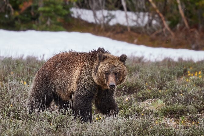 Yellowstone Lower Loop Full-Day Tour - Why this Jackson to Yellowstone day works