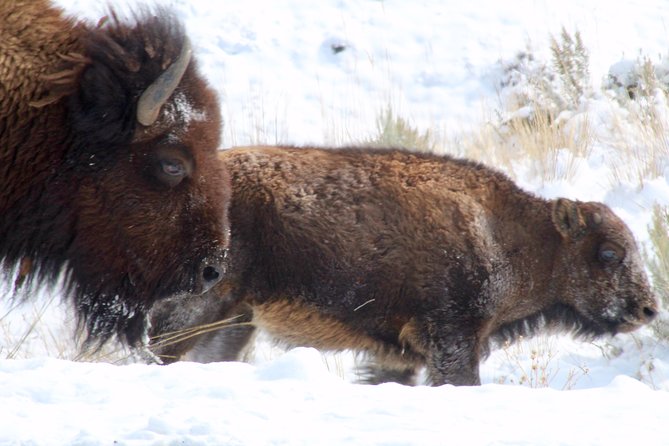 Yellowstone Lower Loop Full-Day Tour - Lunch, comfort, and the reality of a 12-hour day