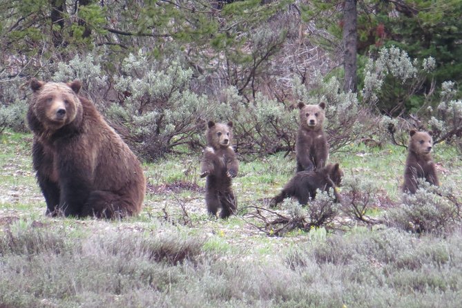 Yellowstone National Park - Full-Day Lower Loop Tour from Jackson - A huge park covered in one long day
