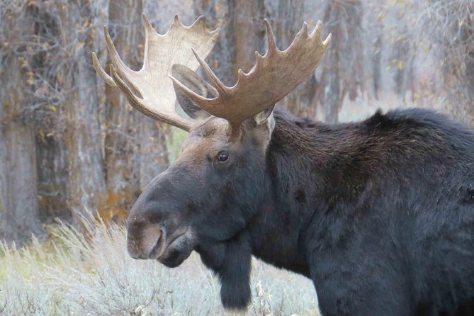 Yellowstone National Park - Full-Day Lower Loop Tour from Jackson - The Grand Canyon of the Yellowstone