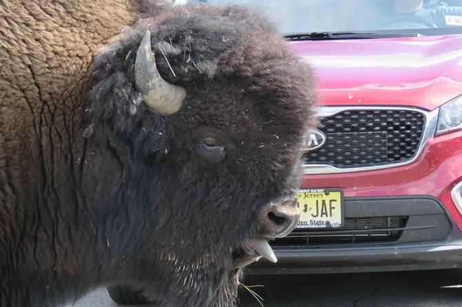 Yellowstone National Park - Full-Day Lower Loop Tour from Jackson - Wildlife watching in Hayden Valley