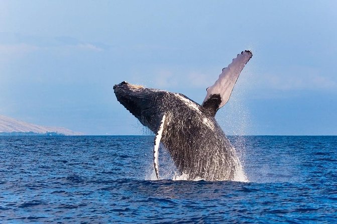 Zodiac Raft Whale Watching Adventure - Searching the Kona horizon for humpbacks