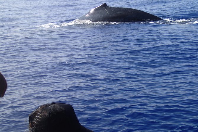 Zodiac Raft Whale Watching Adventure - Lava tubes, sea caves, and the growing island