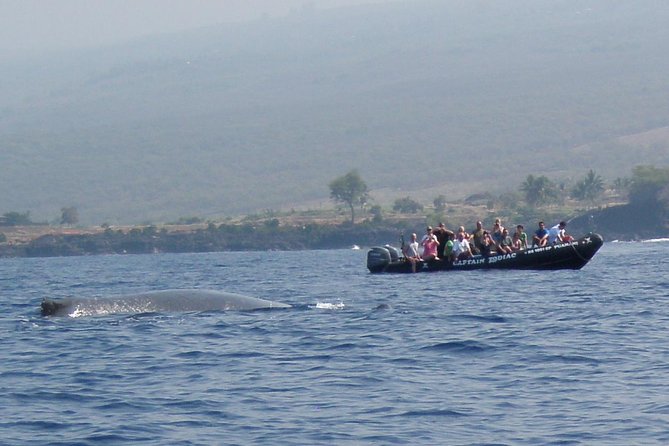 Zodiac Raft Whale Watching Adventure - Why the small group changes the experience