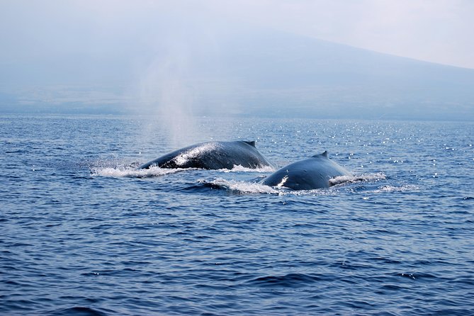 Zodiac Raft Whale Watching Adventure - What is included for $113.82